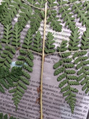 Dryopteris campyloptera