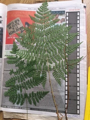 Dryopteris campyloptera