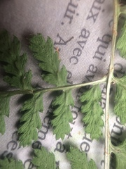 Dryopteris campyloptera