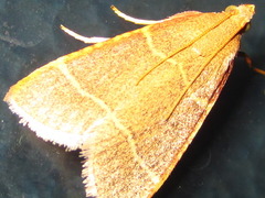Hypsopygia glaucinalis