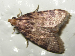 Aglossa dimidiatus