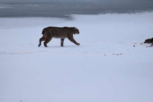 Bobcat photographed in Vermont