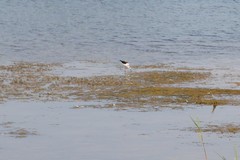 Himantopus himantopus