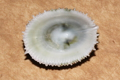 Montfortula rugosa image