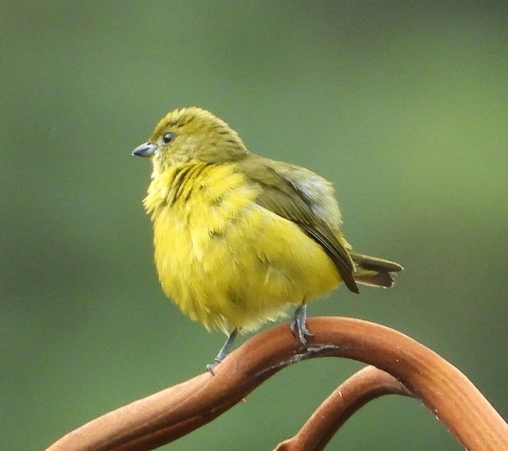Orange-Crowned Euphonia