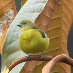 Euphonia saturata
