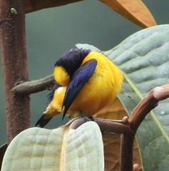 Euphonia saturata