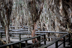 Melaleuca rhaphiophylla