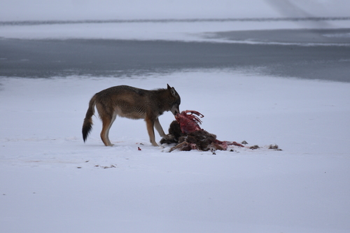 Coyote photographed in Vermont