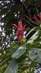 Aphelandra sinclairiana