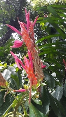 Aphelandra sinclairiana