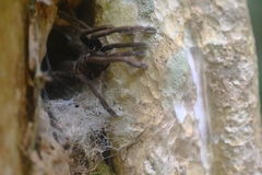 Selenocosmiinae