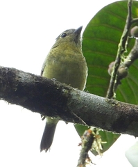 Pachyramphus versicolor