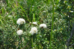 Rhododendron hypoleucum