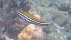 Petroscirtes fallax
