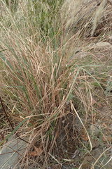 Carex spissa