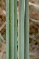 Carex spissa