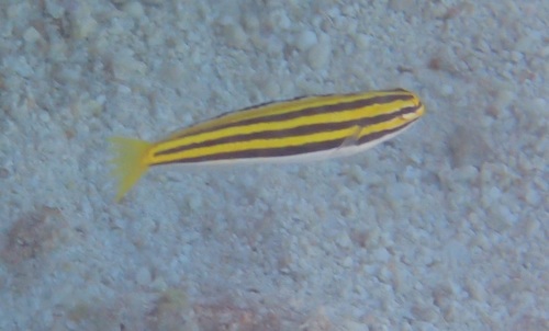 Lined fangblenny (Meiacanthus lineatus) — Blenniidae — 3