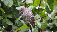 Anthochaera chrysoptera