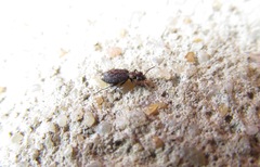 Scopodes