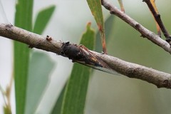 Yoyetta spectabilis