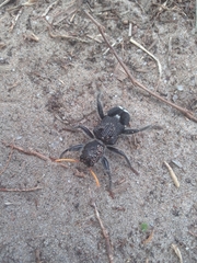 Trogodendron fasciculatum