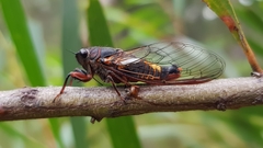 Yoyetta spectabilis