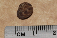 Eurytrochus strangei