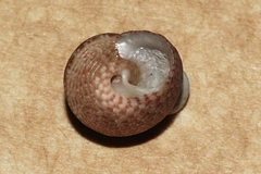Eurytrochus strangei