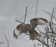 Buteo japonicus