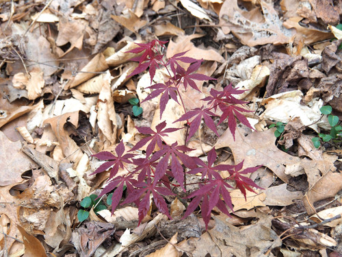 Acer palmatum