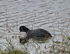 Fulica atra