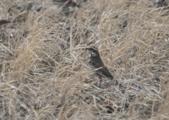 Turdus eunomus