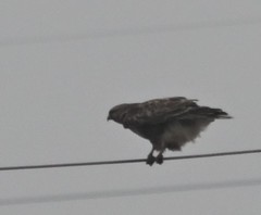 Buteo japonicus