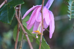 Passiflora cumbalensis
