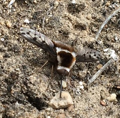 Bombylius pygmaeus
