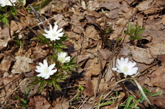 Anemonoides pseudoaltaica