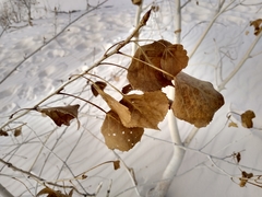 Populus deltoides wislizenii