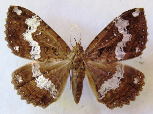Ramphia albizona