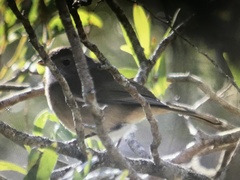 Pachycephala olivacea