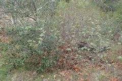 Ribes malvaceum malvaceum