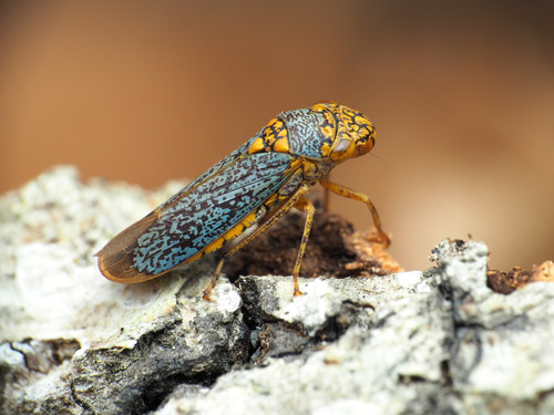 Broad-headed Sharpshooter