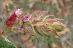 Ribes malvaceum malvaceum