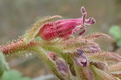 Ribes malvaceum malvaceum