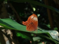Abisara saturata