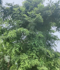 Dalbergia latifolia