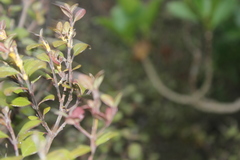 Austropuccinia psidii
