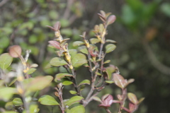 Austropuccinia psidii