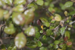 Austropuccinia psidii