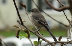 Mimus polyglottos